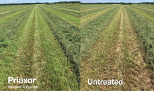 Improving Yield & Quality in Alfalfa with Priaxor