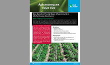 Aphanomyces Root Rot