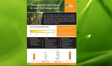 Choosing the right hybrid for your corn silage needs